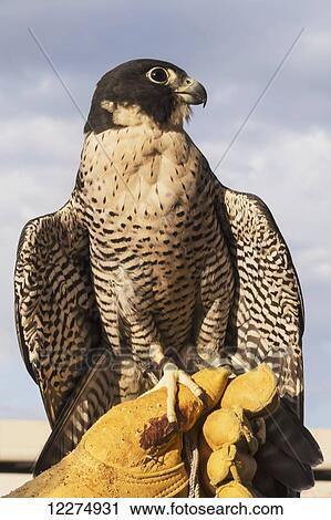 Stock Image - Year-old male peregrine (Falco peregrinus) with wing damage, rescued after being knocked out of nest by a sibling; Edmonton, Alberta, Canada. Fotosearch