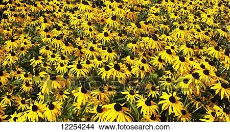 Yellow flowers, Rudbeckia Triloba; Knowlton, Quebec, Canada View Large Photo Image Picture - Yellow flowers, Rudbeckia Triloba; Knowlton, Quebec, Canada. Fotosearch