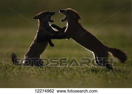 Young foxes (vulpes vulpes) fighting; Montreal, Quebec, Canada View Large Photo Image Stock Image - Young foxes (vulpes vulpes) fighting; Montreal, Quebec, Canada. Fotosearch