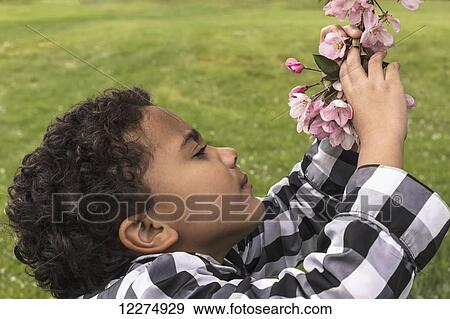 Stock Photo - Young girl examining pink apple blossoms after a shower of rain; Edmonton, Alberta, Canada. Fotosearch