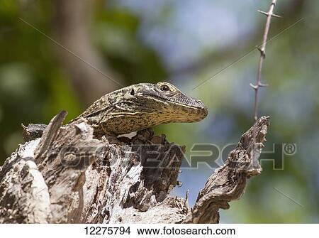 Picture - Young Komodo dragon or Komodo monitor (Varanus komodoensis) on a tree, Rinca Island, Komodo National Park, East Nusa Tenggara, Indonesia. Fotosearch