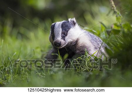 A Badger (Mustelidae) sitting in the grass; Dumfries and Galloway, Scotland View Large Photo Image Stock Photograph - A Badger (Mustelidae) sitting in the grass; Dumfries and Galloway, Scotland. Fotosearch