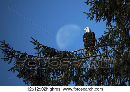 A Bald Eagle (Haliaeetus leucocephalus) sits in a treetop with the outline of the moon in the blue sky, Jasper National Park; Alberta, Canada View Large Photo Image Stock Photograph - A Bald Eagle (Haliaeetus leucocephalus) sits in a treetop with the outline of the moon in the blue sky, Jasper National Park; Alberta, Canada. Fotosearch