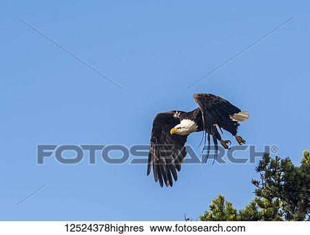 A Bald eagle (Haliaeetus leucocephalus) flies in a blue sky on the Oregon Coast; Hammond, Oregon, United States of America View Large Photo Image Stock Photograph - A Bald eagle (Haliaeetus leucocephalus) flies in a blue sky on the Oregon Coast; Hammond, Oregon, United States of America. Fotosearch
