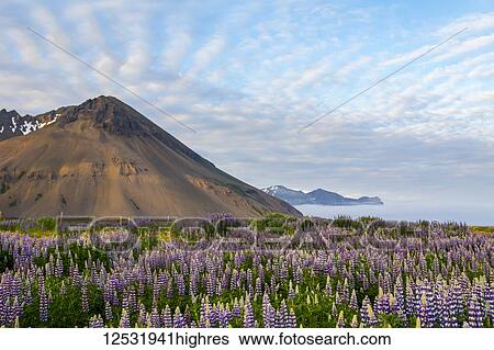 A beautiful volcanic mountain scene with wispy clouds and blue sky is accented in late evening light behind a field full of lupine wildflowers; Iceland View Large Photo Image Stock Photograph - A beautiful volcanic mountain scene with wispy clouds and blue sky is accented in late evening light behind a field full of lupine wildflowers; Iceland. Fotosearch