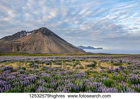A beautiful volcanic mountain scene with wispy clouds and blue sky is accented in late evening light behind a field full of lupine wildflowers; Iceland View Large Photo Image Stock Photograph - A beautiful volcanic mountain scene with wispy clouds and blue sky is accented in late evening light behind a field full of lupine wildflowers; Iceland. Fotosearch