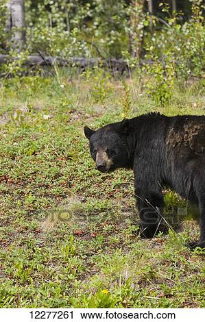 A Black Bear alongside the Alaska Highway, Yukon Territority, Canada, Summer View Large Photo Image Stock Image - A Black Bear alongside the Alaska Highway, Yukon Territority, Canada, Summer. Fotosearch