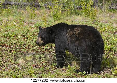 A Black Bear alongside the Alaska Highway, Yukon Territority, Canada, Summer View Large Photo Image Stock Image - A Black Bear alongside the Alaska Highway, Yukon Territority, Canada, Summer. Fotosearch