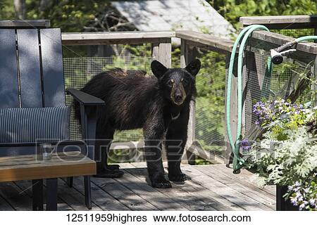 Stock Photograph - A Black Bear (Ursus americanus) cub stands on a residential deck looking at the camera; Lake of the Woods, Ontario, Canada. Fotosearch