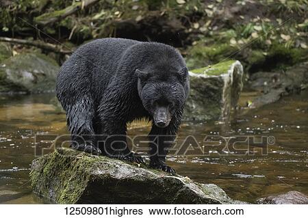 A Black Bear (Ursus americanus) stands on a rock in the middle of a river; Hartley Bay, British Columbia, Canada View Large Photo Image Stock Photograph - A Black Bear (Ursus americanus) stands on a rock in the middle of a river; Hartley Bay, British Columbia, Canada. Fotosearch