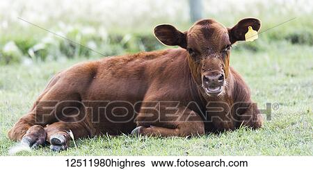 Stock Photograph - A brown cow with yellow ear tag lays on the grass looking at the camera; Manitoba, Canada. Fotosearch