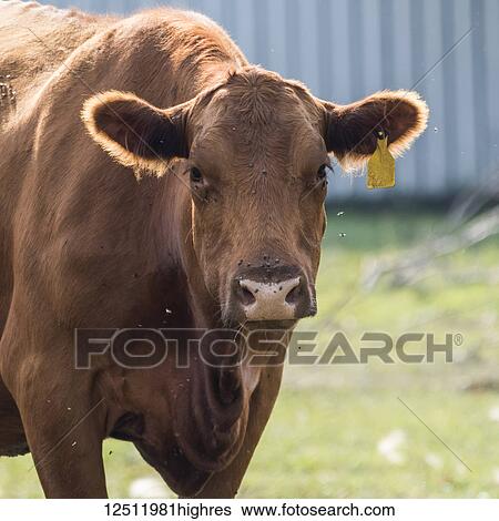 A brown cow with yellow ear tag standing and looking at the camera surrounded by flies; Manitoba, Canada View Large Photo Image Stock Photograph - A brown cow with yellow ear tag standing and looking at the camera surrounded by flies; Manitoba, Canada. Fotosearch