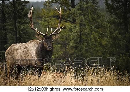 Stock Photograph - A bull Moose (alces alces) with antlers in Jasper National Park; Alberta, Canada. Fotosearch