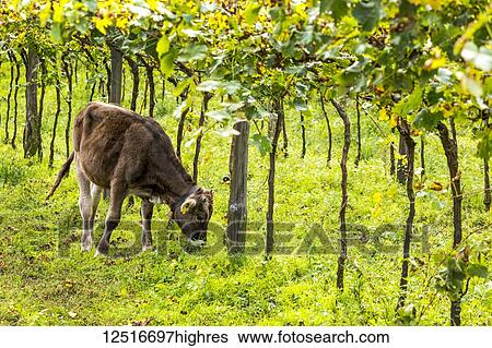 Stock Photograph - A calf grazing under a row of grapevines; Caldaro, Bolzano, Italy. Fotosearch