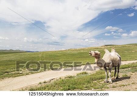 A camel standing beside a dirt road; Ulaanbaatar, Ulaanbattar, Mongolia View Large Photo Image Stock Photograph - A camel standing beside a dirt road; Ulaanbaatar, Ulaanbattar, Mongolia. Fotosearch