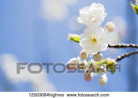 Stock Photograph - A close up of spring cherry blossoms and buds just starting to open on a single branch in spring sunlight; Vancouver, British Columbia, Canada. Fotosearch
