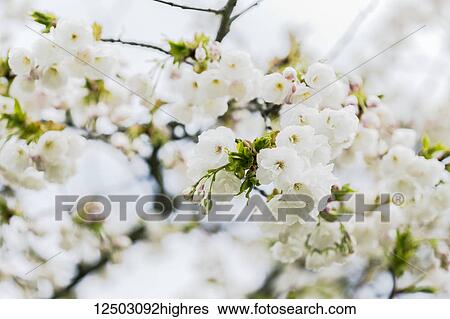 A close up of spring cherry blossoms and buds just starting to open on a single branch in spring sunlight; Vancouver, British Columbia, Canada View Large Photo Image Stock Photograph - A close up of spring cherry blossoms and buds just starting to open on a single branch in spring sunlight; Vancouver, British Columbia, Canada. Fotosearch