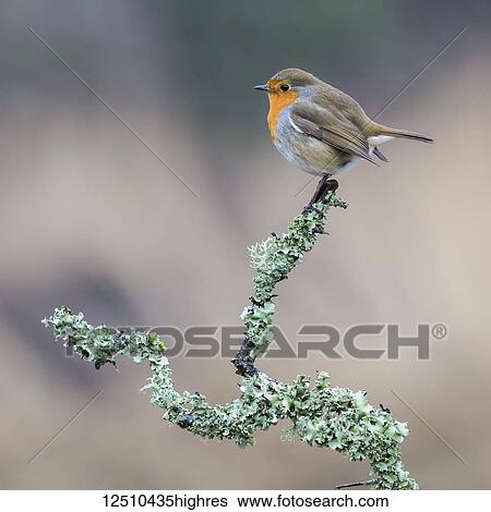 A colourful Robin (Turdidae) perched in a tree branch covered in foliage; Dumfries and Galloway, Scotland View Large Photo Image Stock Photograph - A colourful Robin (Turdidae) perched in a tree branch covered in foliage; Dumfries and Galloway, Scotland. Fotosearch