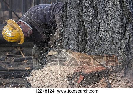 A contractor working for Crook Logging (a company based in Groveland, California) falls a tree damaged during the Rim Fire in the Stanislaus National Forest along Evergreen Road near Yosemite National Park; California, United States of America View Large Photo Image Picture - A contractor working for Crook Logging (a company based in Groveland, California) falls a tree damaged during the Rim Fire in the Stanislaus National Forest along Evergreen Road near Yosemite National Park; California, United States of America. Fotosearch