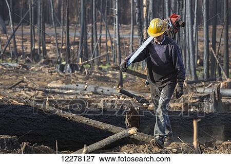 A contractor working for Crook Logging walks on a felled tree, which was damaged during the Rim Fire in the Stanislaus National Forest along Evergreen Road near Yosemite National Park; Groveland, California, United States of America View Large Photo Image Stock Photo - A contractor working for Crook Logging walks on a felled tree, which was damaged during the Rim Fire in the Stanislaus National Forest along Evergreen Road near Yosemite National Park; Groveland, California, United States of America. Fotosearch