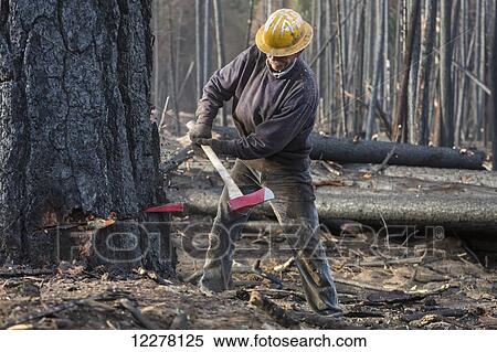 A contractor working for Crook Logging (a company based in Groveland, California) falls a tree damaged during the Rim Fire in the Stanislaus National Forest along Evergreen Road near Yosemite National Park; California, United States of America View Large Photo Image Stock Photography - A contractor working for Crook Logging (a company based in Groveland, California) falls a tree damaged during the Rim Fire in the Stanislaus National Forest along Evergreen Road near Yosemite National Park; California, United States of America. Fotosearch