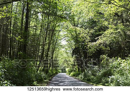 Stock Photograph - A country road dappled with sunlight in the shade and lined with lush trees in green foliage; Whidbey Island, Washington, United States of America. Fotosearch