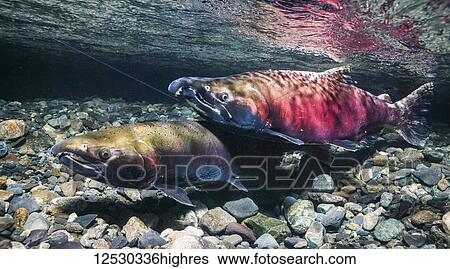 A courting male Coho Salmon, also known as Silver Salmon (Oncorhynchus kisutch) crosses over a female in an Alaskan stream during the autumn; Alaska, United States of America View Large Photo Image Stock Photograph - A courting male Coho Salmon, also known as Silver Salmon (Oncorhynchus kisutch) crosses over a female in an Alaskan stream during the autumn; Alaska, United States of America. Fotosearch