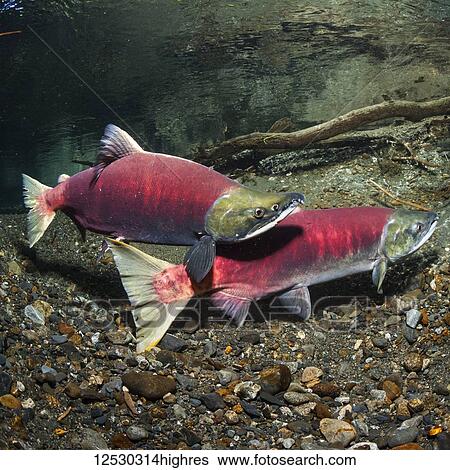 Stock Photograph - A courting male Sockeye Salmon, also known as Red Salmon (Oncorhynchus nerka), crosses over a female in an Alaskan stream during the summer; Alaska, United States of America. Fotosearch