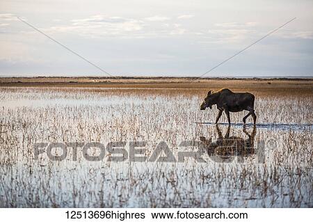 Stock Photograph - A cow moose (alces alces) walks through shallow water with a reflection and the horizon; Anchorage, Alaska, United States of America. Fotosearch