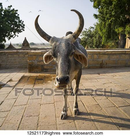 A cow with horns looking at the camera; Jaisalmer, Rajasthan, India View Large Photo Image Stock Photograph - A cow with horns looking at the camera; Jaisalmer, Rajasthan, India. Fotosearch