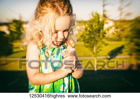 Stock Photograph - A cute little girl looking at a dandelion in a park late in the afternoon of a warm fall day; Spruce Grove, Alberta, Canada. Fotosearch