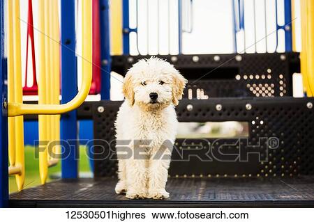 A cute poodle standing on some playground equipment and posing for the camera; Spruce Grove, Alberta, Canada View Large Photo Image Stock Photograph - A cute poodle standing on some playground equipment and posing for the camera; Spruce Grove, Alberta, Canada. Fotosearch