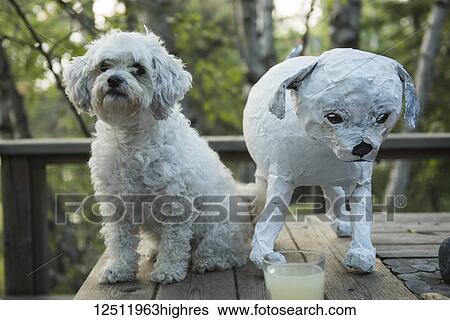 A cute white cockapoo sits on a wooden deck beside a paper mache of it's likeness; Lake of the Woods, Ontario, Canada View Large Photo Image Stock Photograph - A cute white cockapoo sits on a wooden deck beside a paper mache of it's likeness; Lake of the Woods, Ontario, Canada. Fotosearch