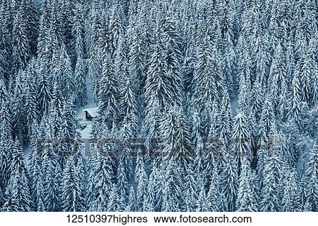 Stock Photograph - A dense coniferous forest covered in snow with a snowmobile parked in a small clearing; Laax, Switzerland. Fotosearch