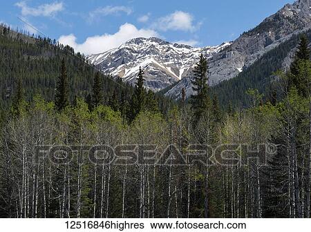 Stock Photograph - A dense forest in a valley in the Canadian Rocky Mountains, Banff National Park; Alberta, Canada. Fotosearch