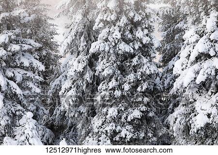 Stock Photograph - A dense stand of spruce trees holds a dusting of fresh snow, Turnagain Pass, Kenai Peninsula, South-central Alaska; Alaska, United States of America. Fotosearch
