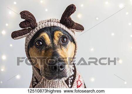 A dog wearing a reindeer sweater and hoodie with antlers for a Christmas portrait View Large Photo Image Stock Photograph - A dog wearing a reindeer sweater and hoodie with antlers for a Christmas portrait. Fotosearch