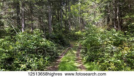 Stock Photograph - A driveway through a sunlit forest walking to the highway from the Hukiltea Coffee Shop; Whidbey Island, Washington, United States of America. Fotosearch