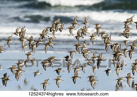 Stock Photograph - A Dunlin (Calidris alpina) flock flies along the beach during migration; Hammond, Oregon, United States of America. Fotosearch