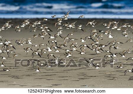 Stock Photograph - A Dunlin (Calidris alpina) flock flies along the beach during migration; Hammond, Oregon, United States of America. Fotosearch