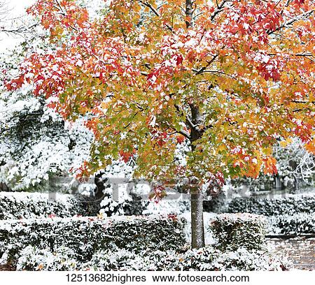 A dusting of snow over hedges and shrubs, and covering a maple tree in autumn colours; Surrey, British Columbia, Canada View Large Photo Image Stock Photograph - A dusting of snow over hedges and shrubs, and covering a maple tree in autumn colours; Surrey, British Columbia, Canada. Fotosearch