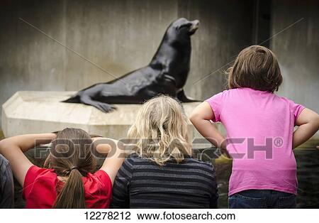 A family looks on as a proud sea lion displaying his prowess in Munich zoo; Munich, Germany View Large Photo Image Stock Image - A family looks on as a proud sea lion displaying his prowess in Munich zoo; Munich, Germany. Fotosearch