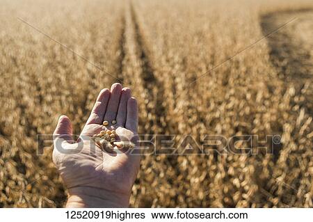 Stock Photograph - A farmer's hand holds soybeans and seed pod with crop and field in background; Minnesota, United States of America. Fotosearch