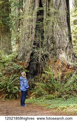 A female hiker looks up to the tall Redwood trees in Lady Bird Johnson Grove, Redwood National and State Parks; Orick, California, United States of America View Large Photo Image Stock Photograph - A female hiker looks up to the tall Redwood trees in Lady Bird Johnson Grove, Redwood National and State Parks; Orick, California, United States of America. Fotosearch