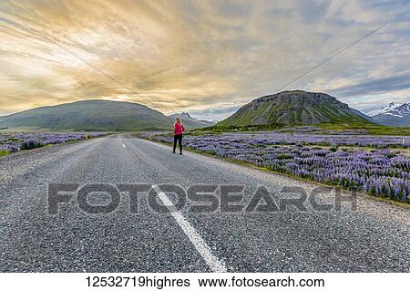 Stock Photograph - A female traveller walks alone on the empty road in Iceland, walking towards the sunset along the roadside filled with wildflowers; Iceland. Fotosearch