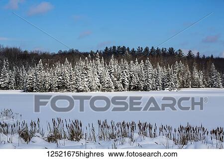 Stock Photograph - A field and trees covered with snow under a blue sky; Quebec, Canada. Fotosearch