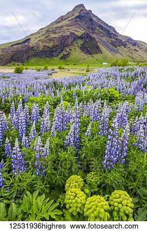 Stock Photograph - A field of colorful wild lupin flowers in front of a volcanic mountain peak; Iceland. Fotosearch