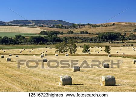 Stock Photograph - A field of hay bales with rolling foothills and blue sky in the background; Alberta, Canada. Fotosearch