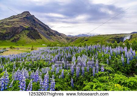 Stock Photograph - A field of lupines in vibrant colour at sunset in front of a volcanic mountain; Iceland. Fotosearch