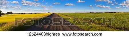 Stock Photograph - A field of wheat and a field of peas seperated by a gravel road in the Edmonton area; Alberta, Canada. Fotosearch